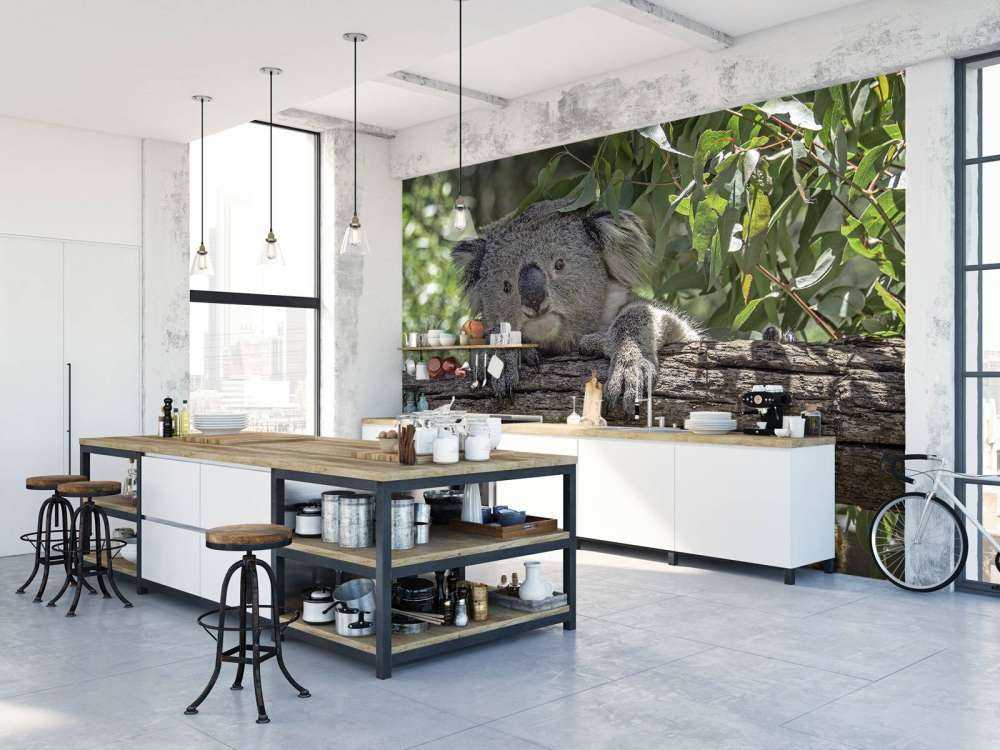 Cute koala