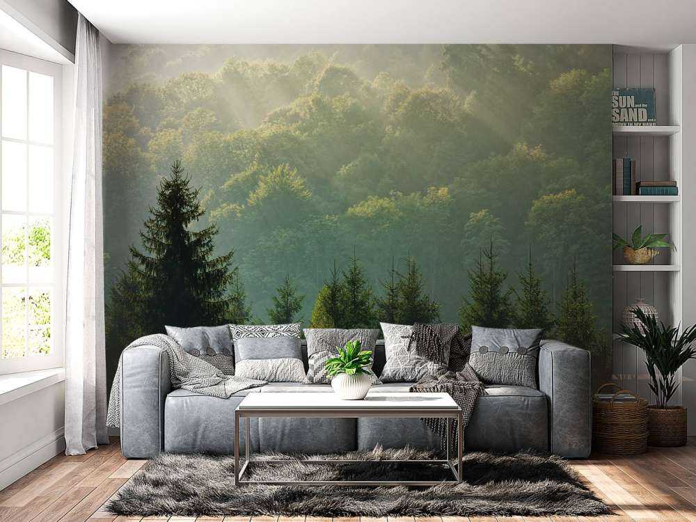 Sunbeams over the forest