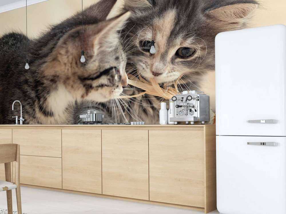 Playing kittens