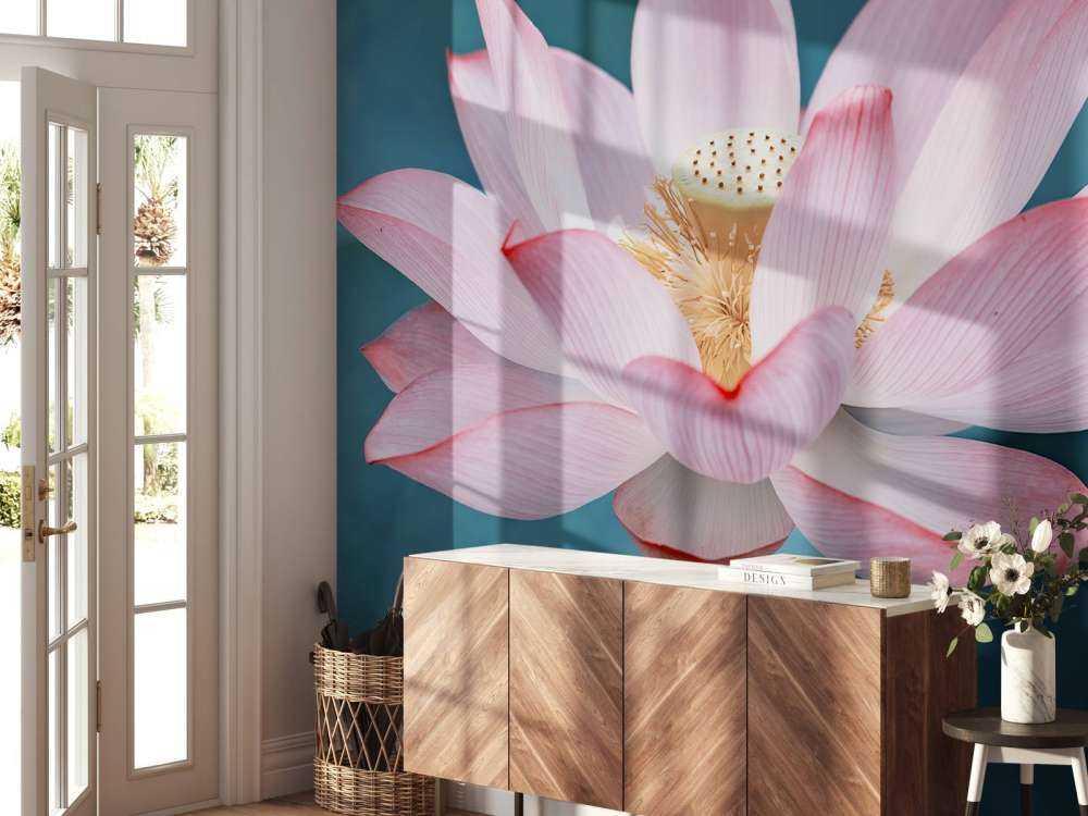 Close-up lotus flower