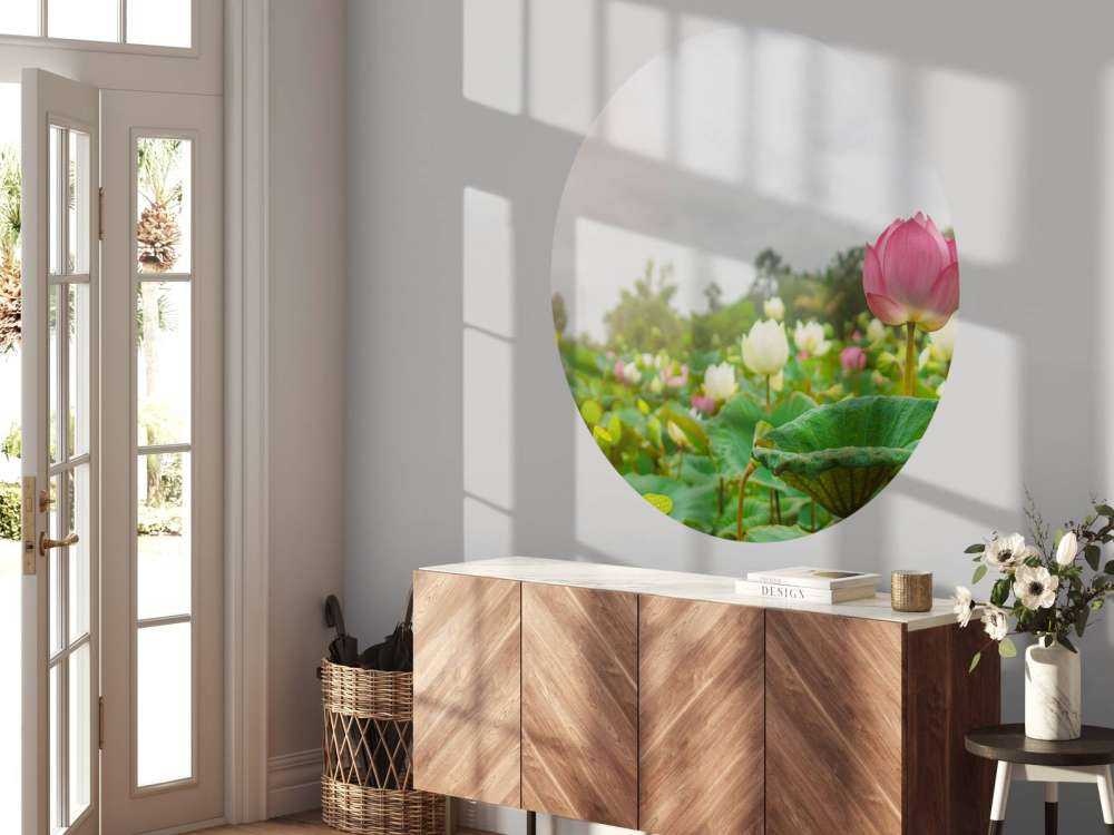 Pink and white lotus flowers