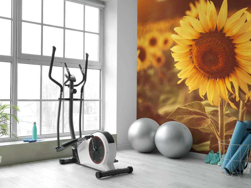 Sunflowers in sunlight