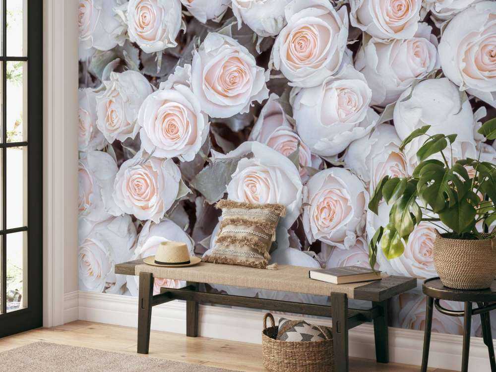 Light colored roses