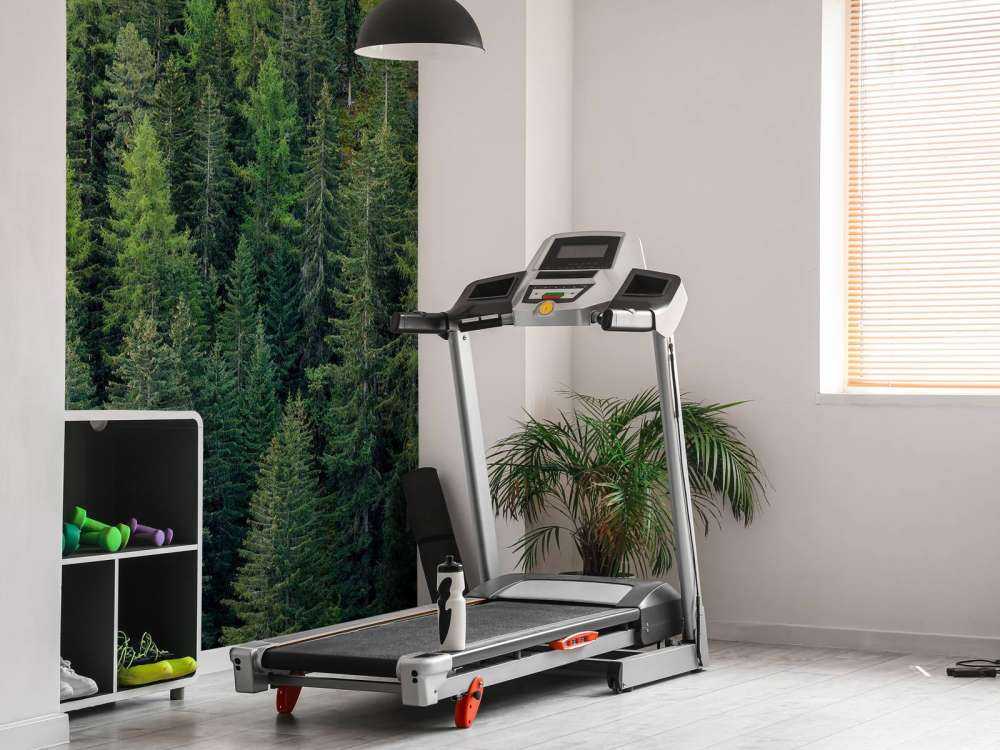 Green spruce forest