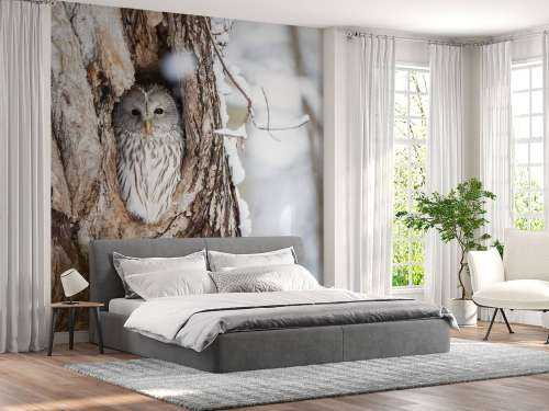 White owl in a hollow tree