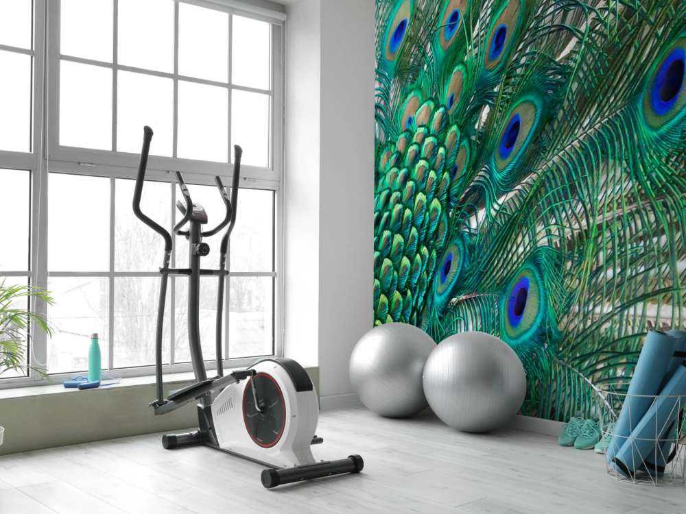 Colored plumage of a peacock