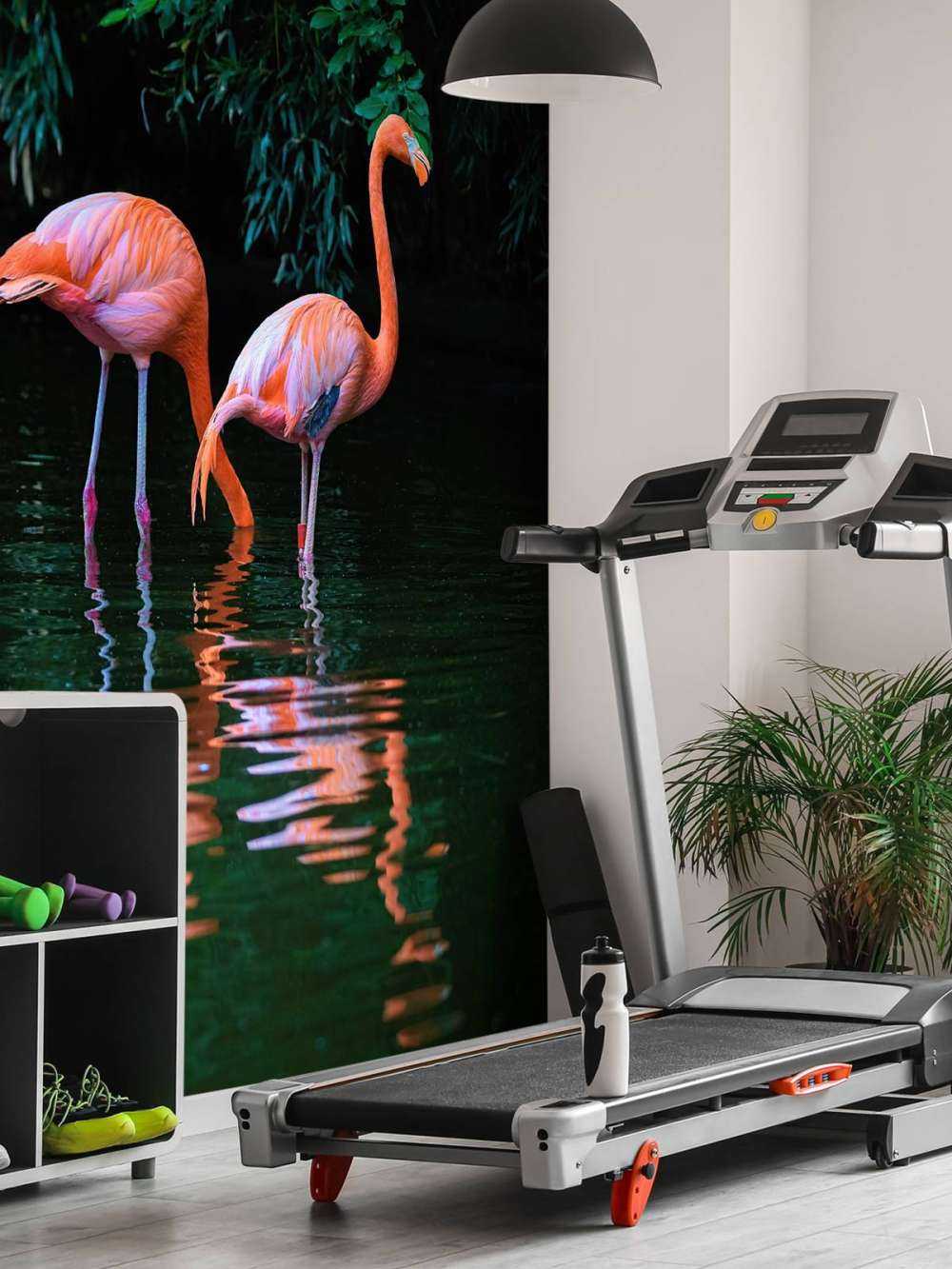 Two Caribbean flamingos