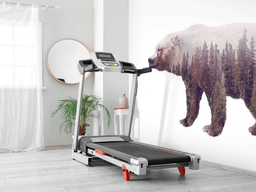 Beer op een wit achtergrond