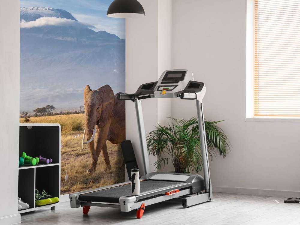 Afrikaanse olifant in een grasland