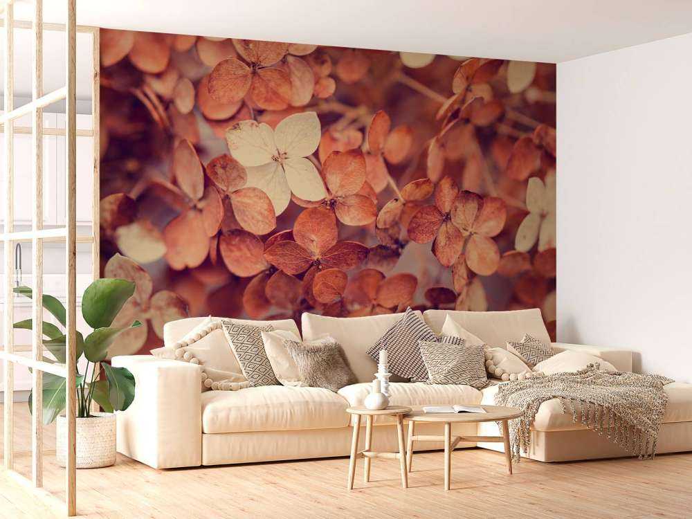 Dry hydrangeas