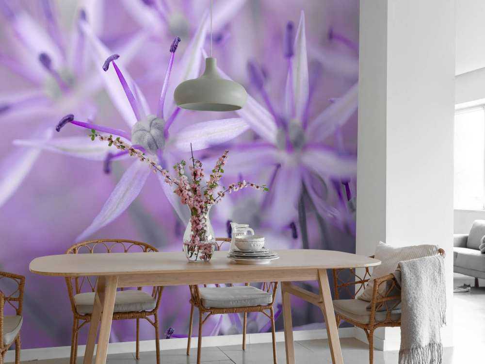 Purple allium flowers