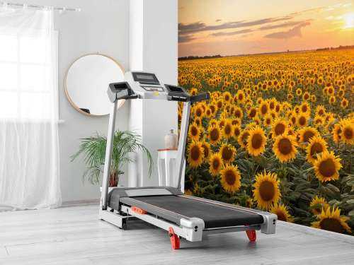Sunflower field with sunset