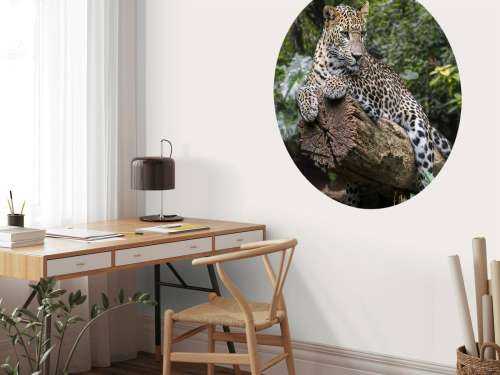 Leopard on tree