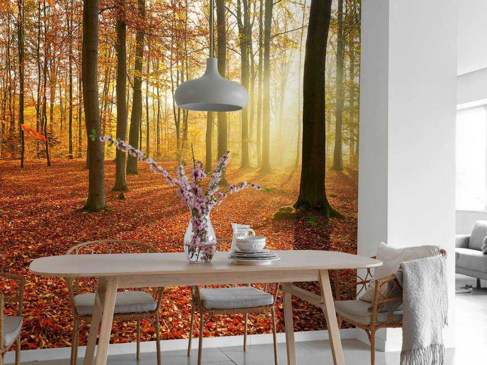 Autumn morning in forest