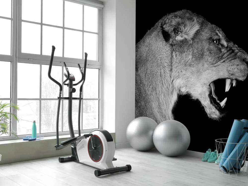 Lioness side view black