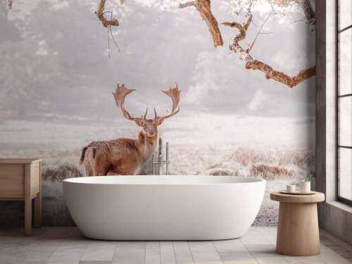 Deer in a field
