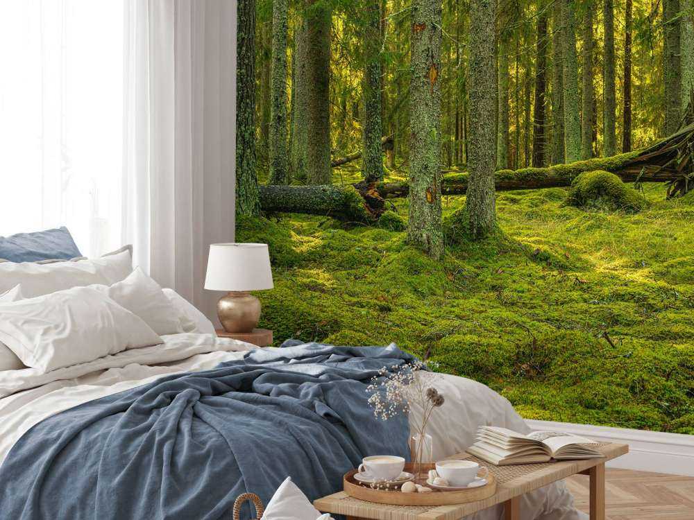 Green pine forest