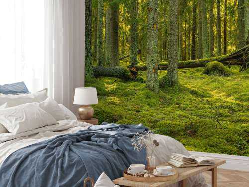 Green pine forest