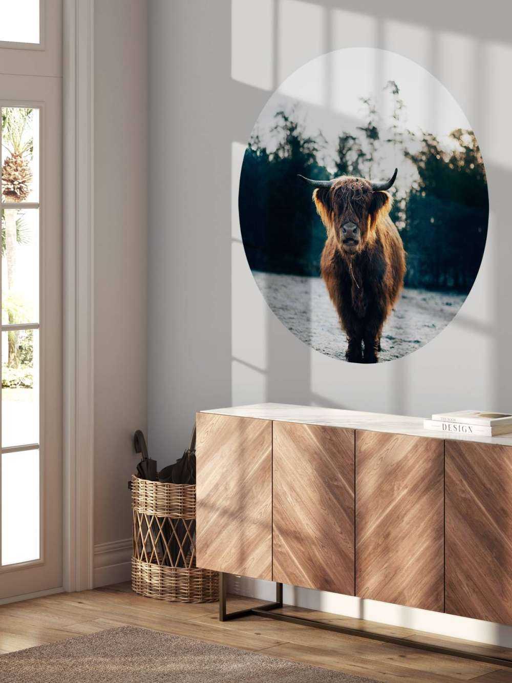 Scottish Highlander in the morning sun