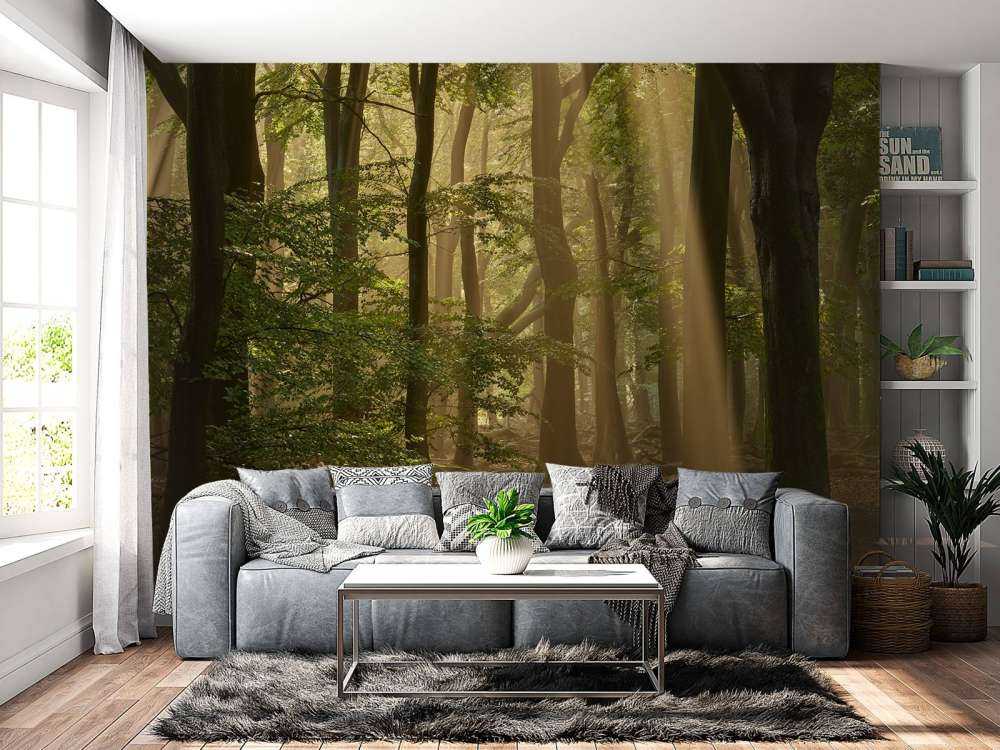 Old forest with sunharps