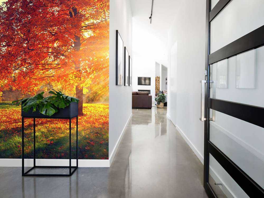 Autumn trees in sunlight