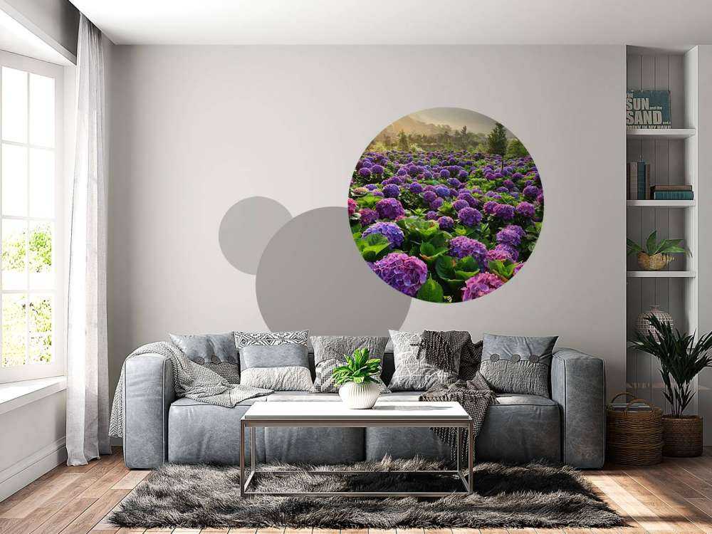 Hydrangeas in a field