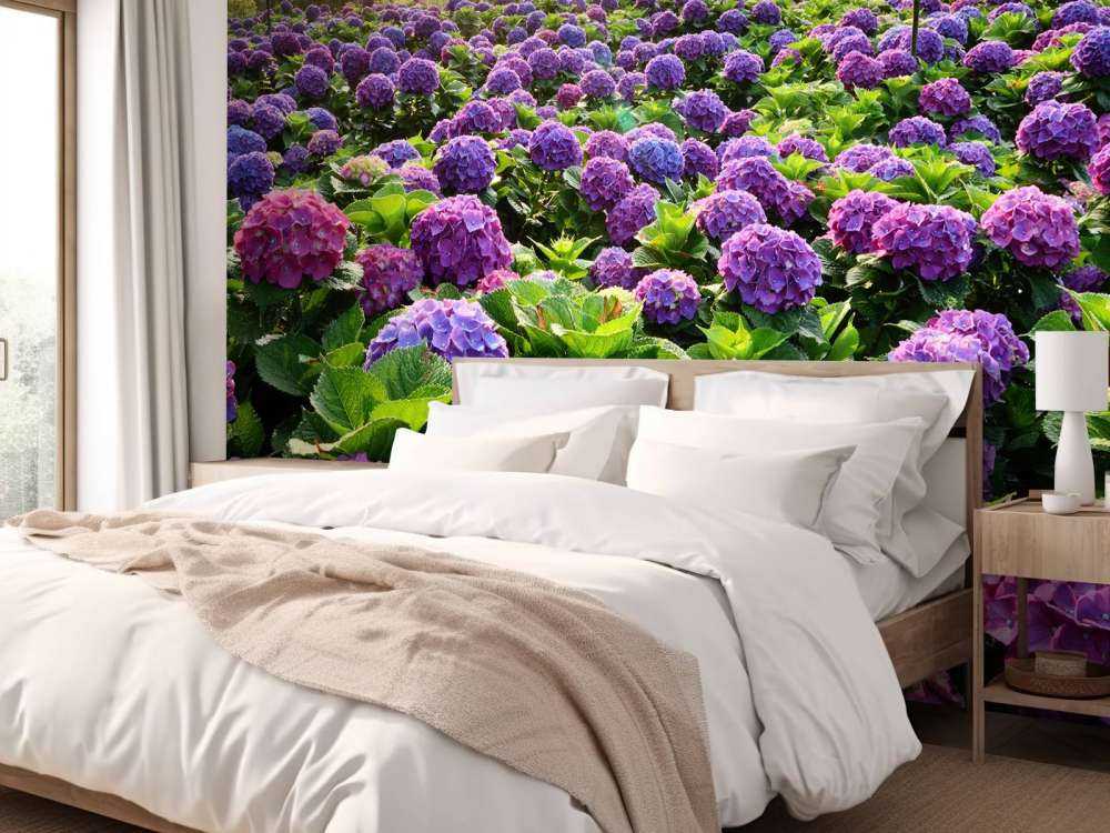 Hydrangeas in a field