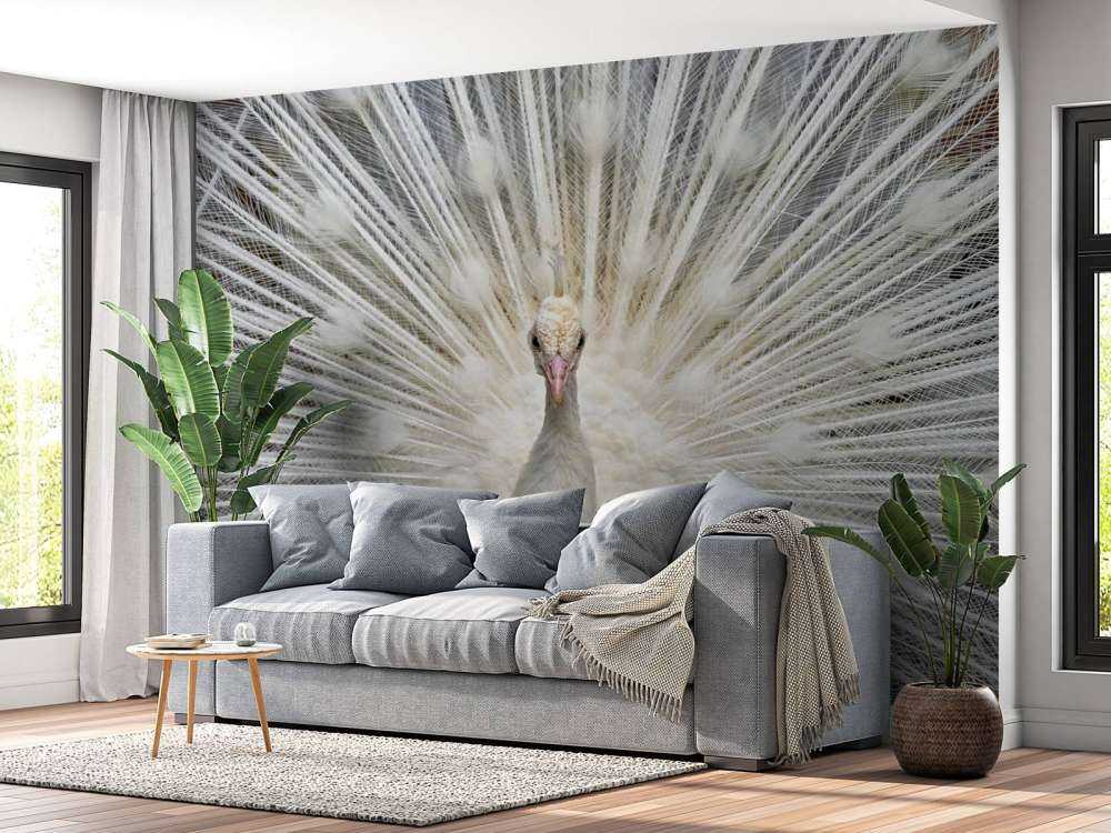 White peacock