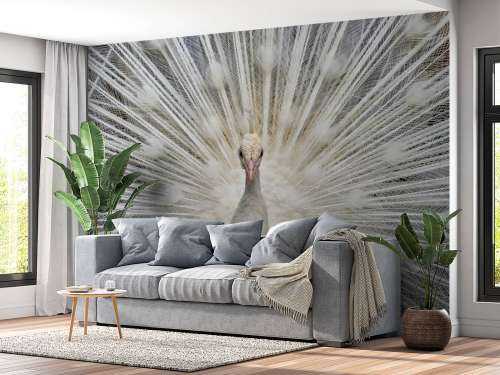 White peacock