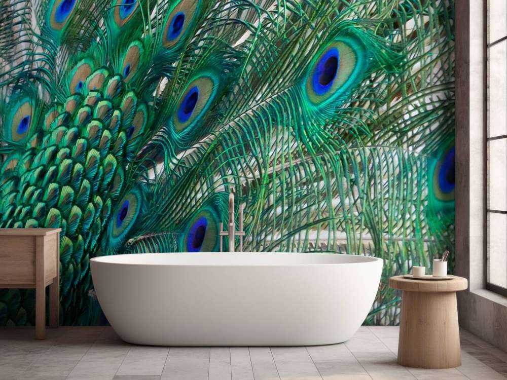 Colored plumage of a peacock