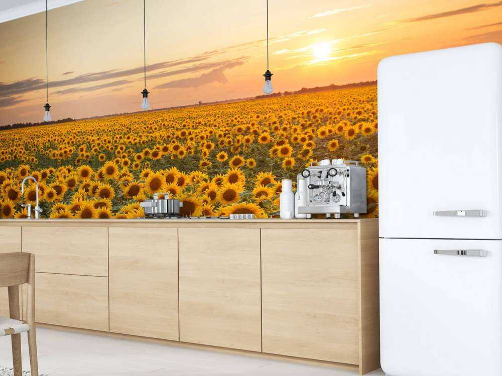 Sunflower field with sunset