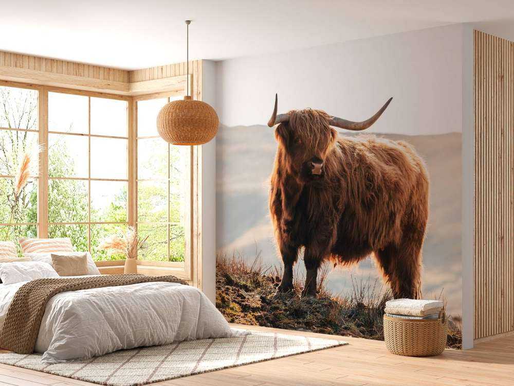 Scottish highlander on a hill