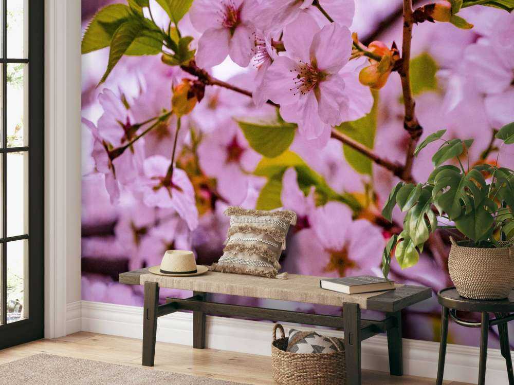 Pink blossoms with petals