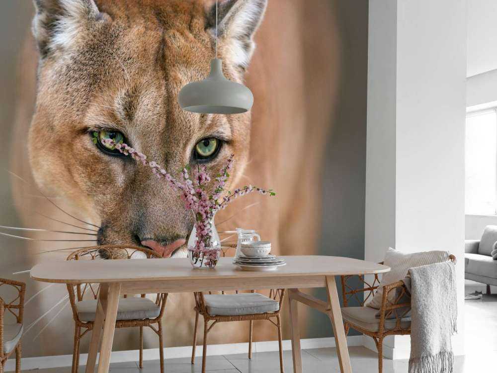 Puma close-up