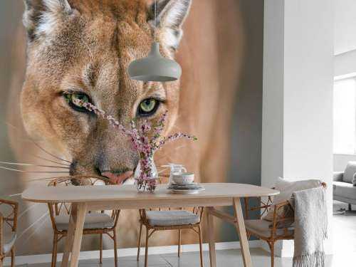 Puma close-up
