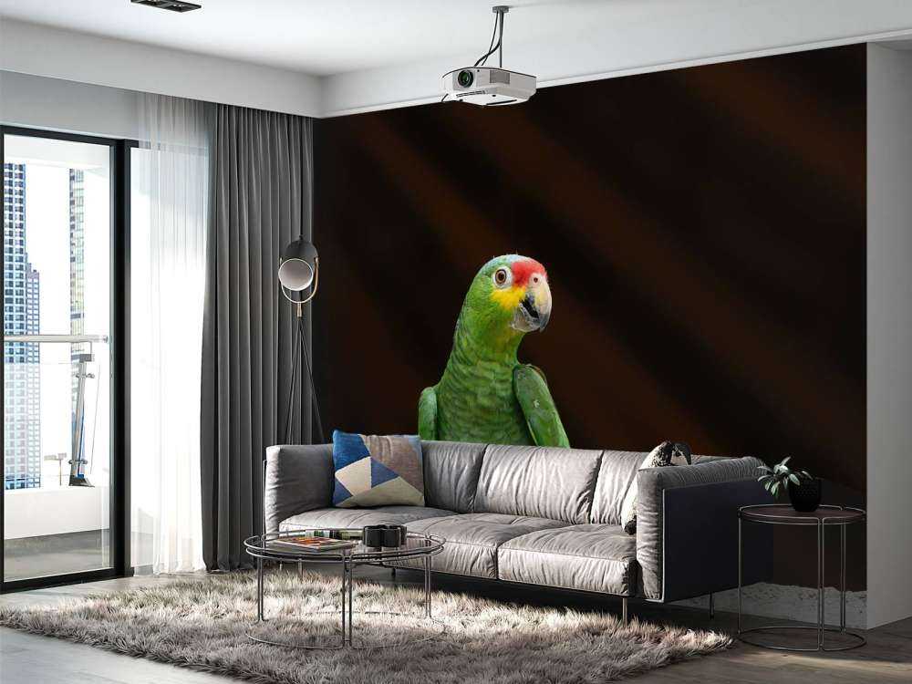 Curious parrot