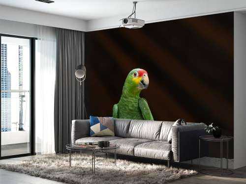 Curious parrot