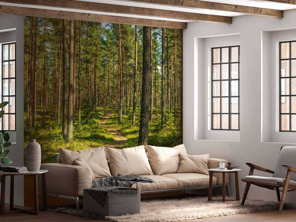 Footpath in pine forest