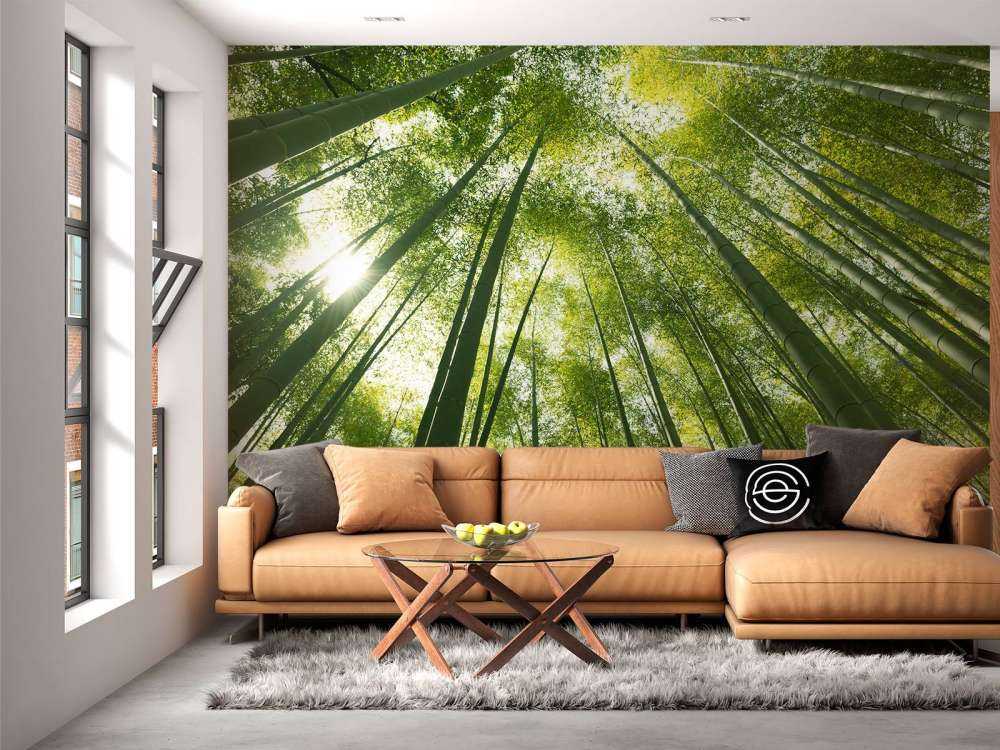 Bamboo forest in Japan