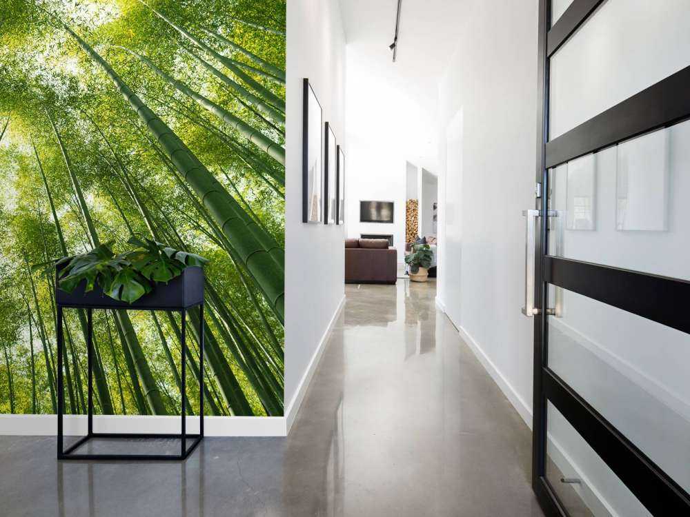 Bamboo forest in Japan