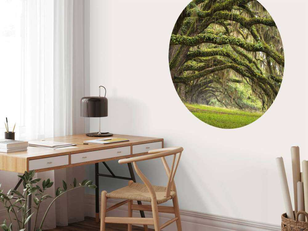 Oak trees