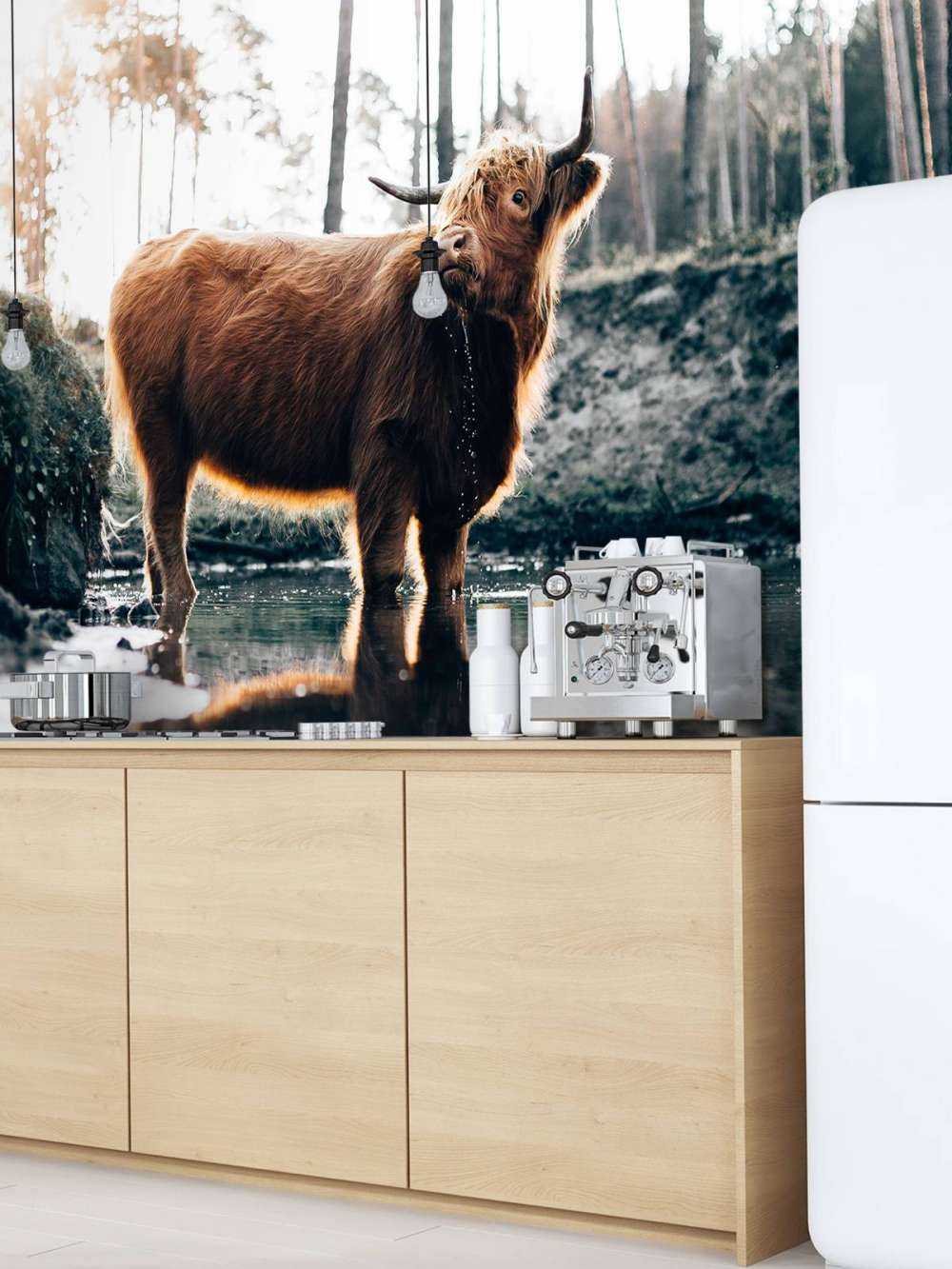 Scottish Highlander in the water