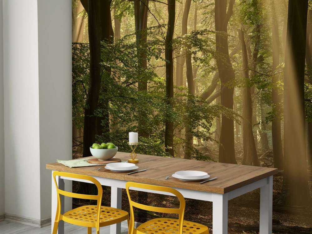 Old forest with sunharps