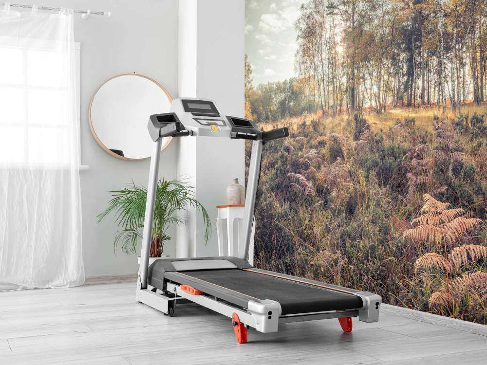 Forest in the morning