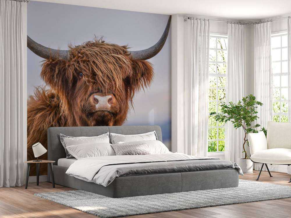 Staring Scottish Highlander