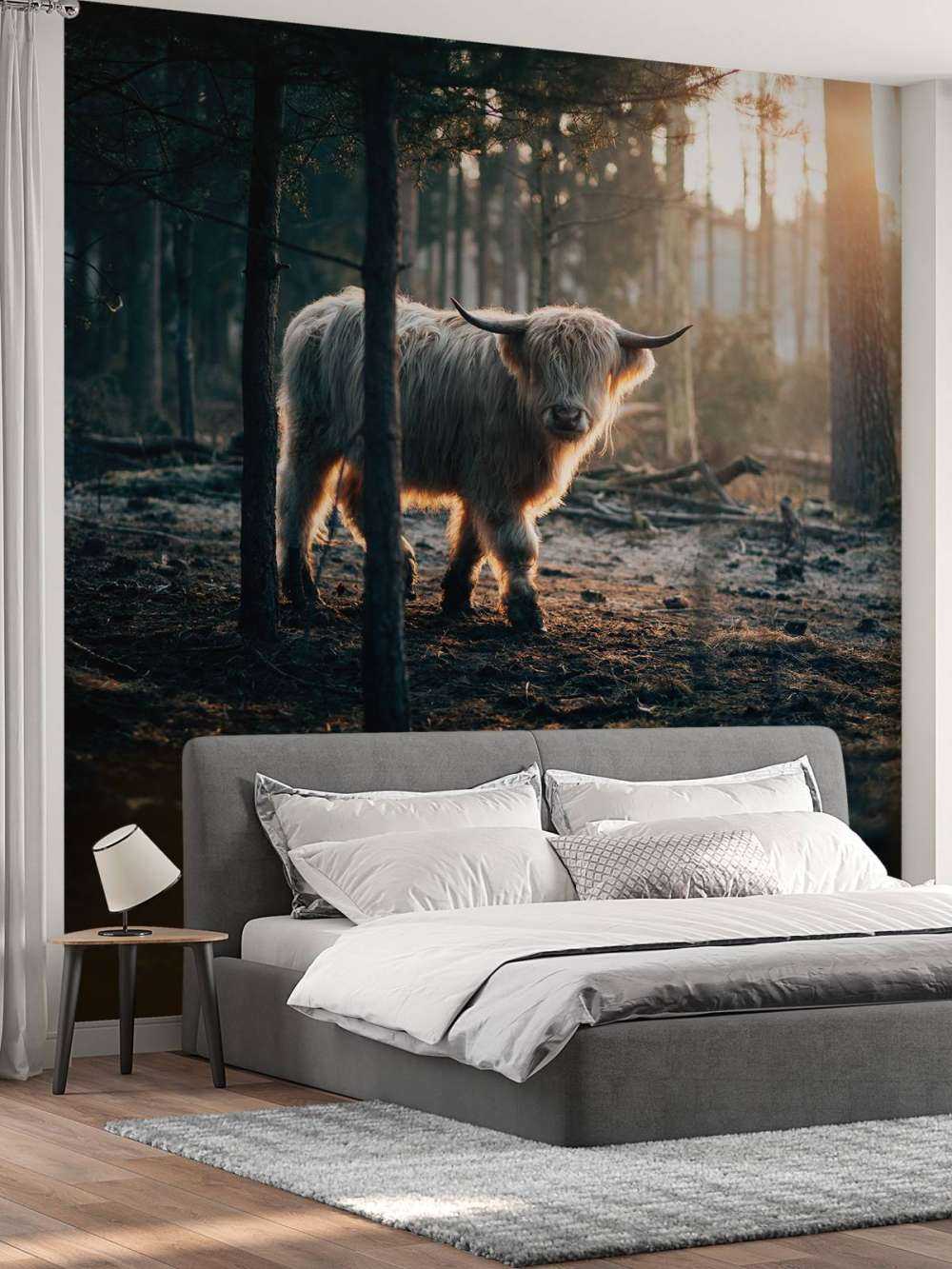 White Scottish Highlander