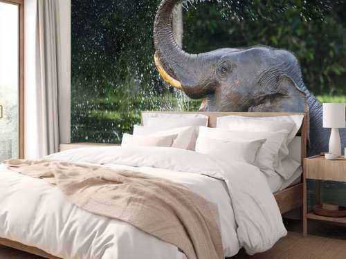 Elephant in water