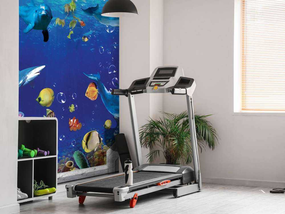 Dolphins through the wall