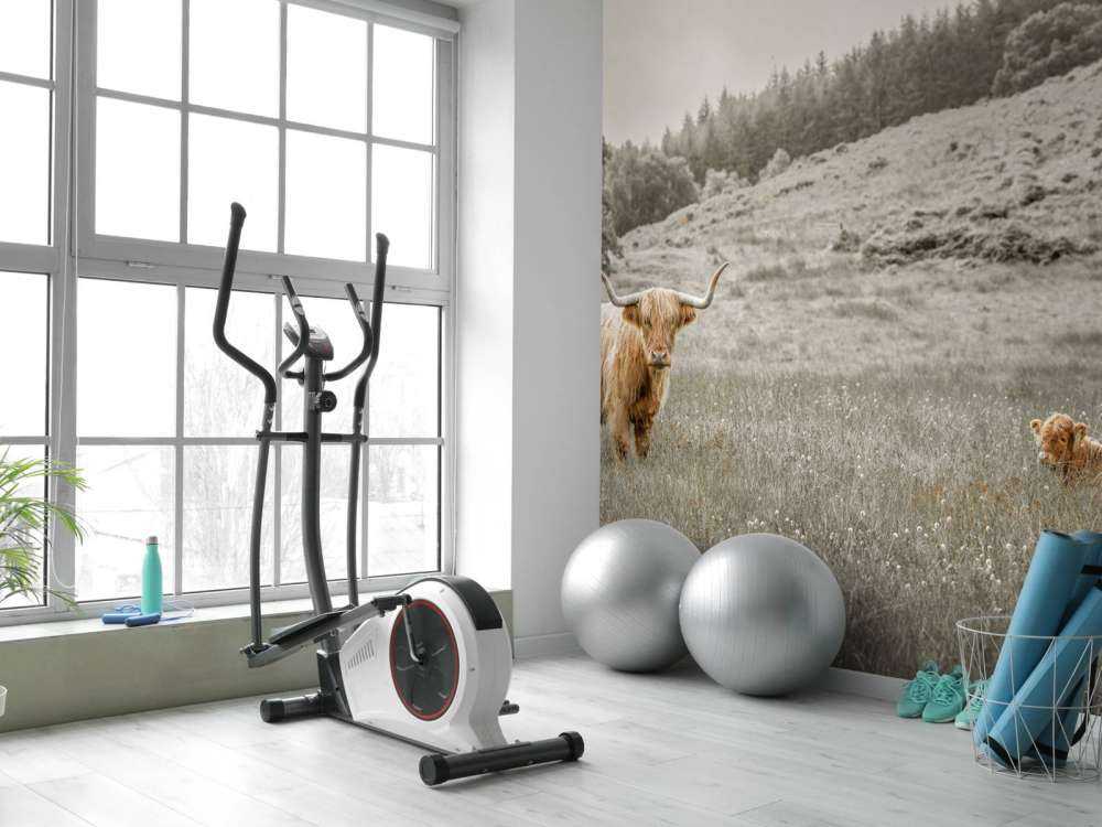 Scottish Highlander with calf