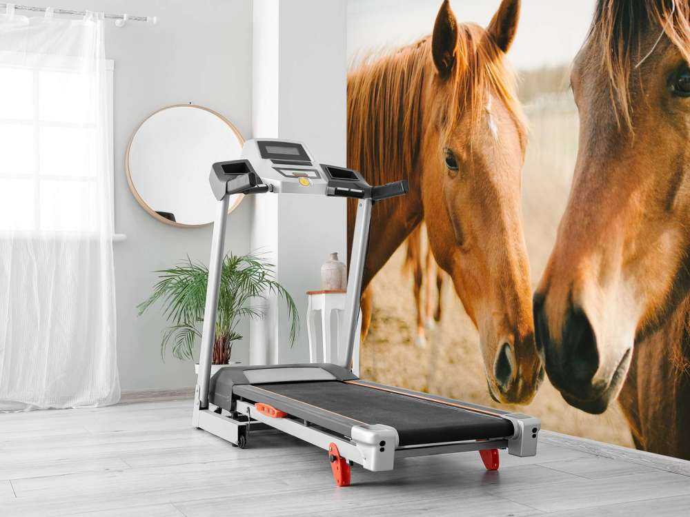 Two horses
